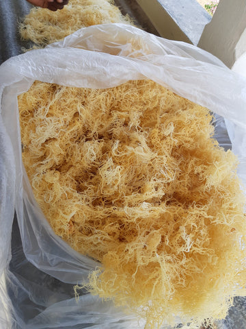 2oz of Wild Crafted Sea Moss
